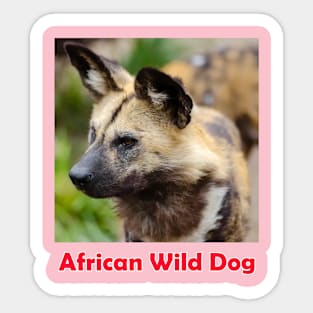 African Wild Dog Sticker